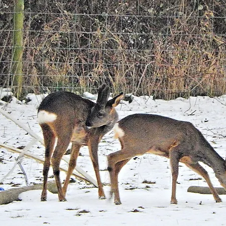 Saxon בית כפרי *
