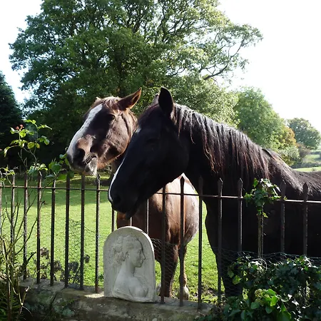 Saxon מפרץ רובין הוד