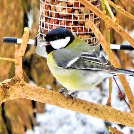 בית כפרי Saxon *